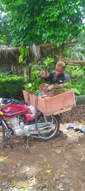 Crin Tc Series Cocoa Seedlings for Sale
