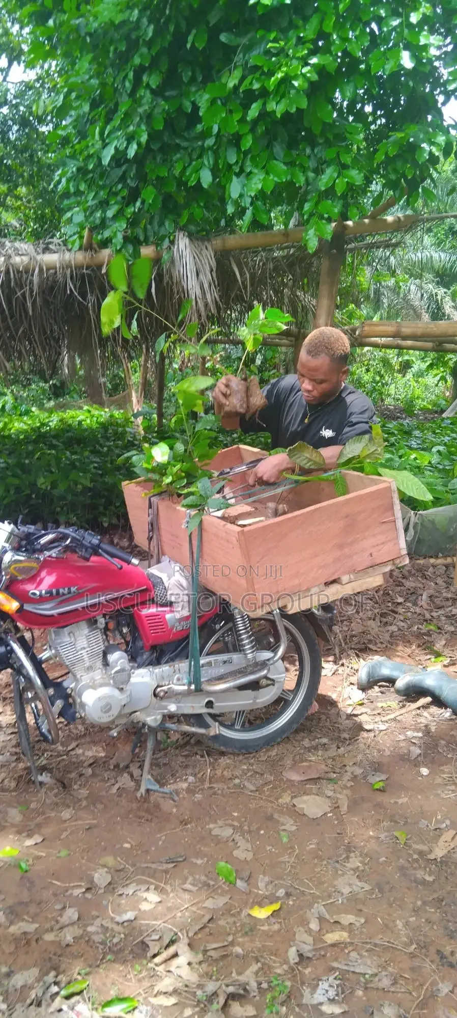 Crin Tc Series Cocoa Seedlings for Sale