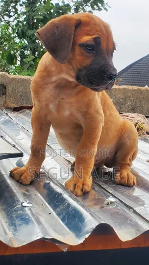 1-3 months Male Purebred Boerboel