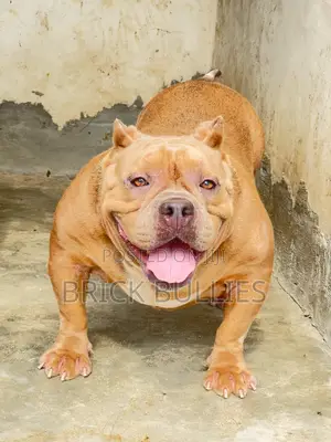 1+ year Male Purebred American Bully