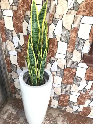 Artificial Snake Flower Plant