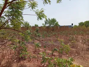 50 Plots of Land for Sale