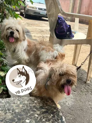 1+ year Male Purebred Lhasa Apso