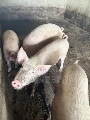 Live Pigs for Sale