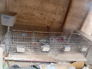 Poultry Cage