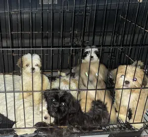1-3 months Female Purebred Lhasa Apso