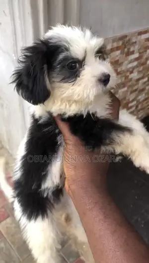 1-3 months Female Purebred Lhasa Apso