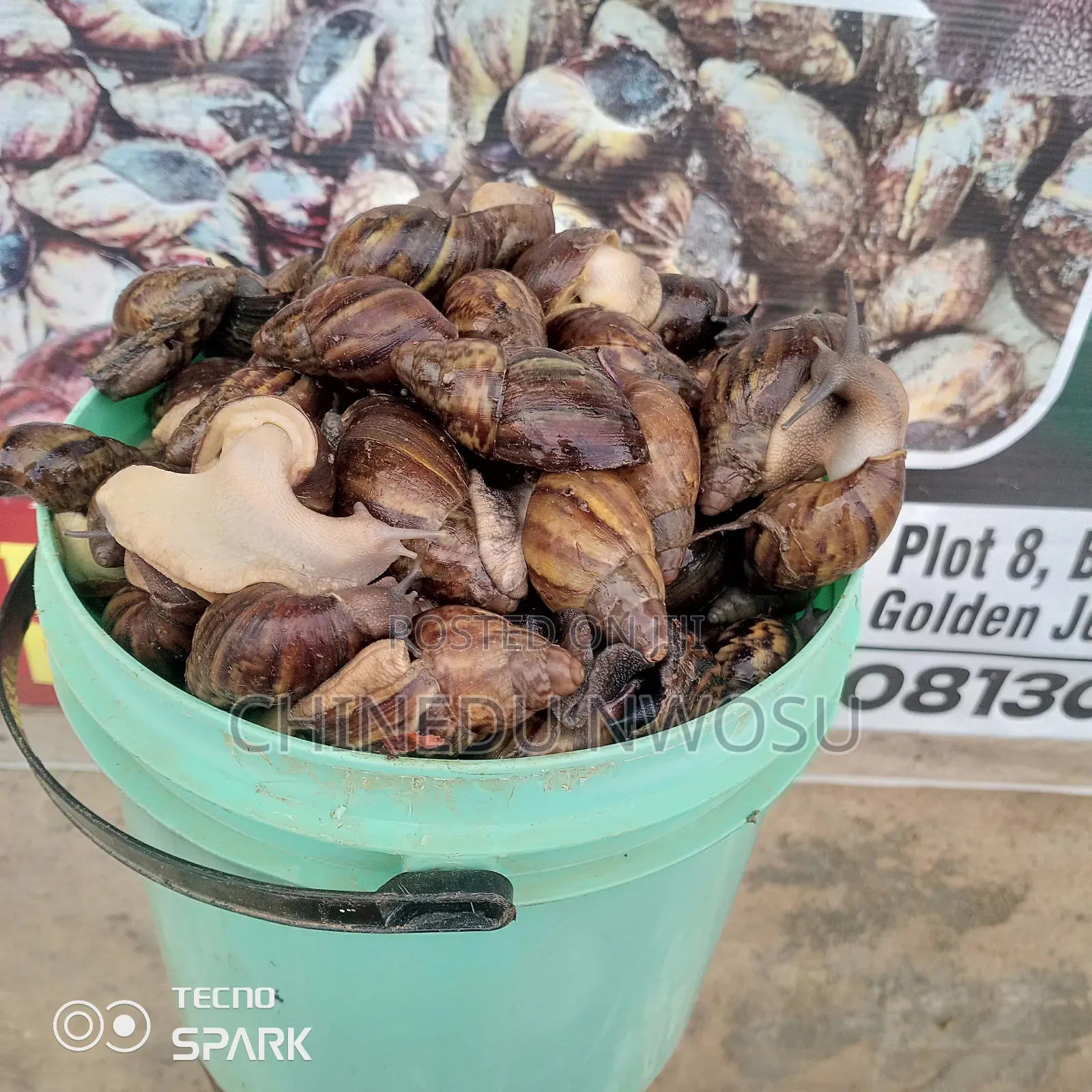 Fresh Snails in Paint