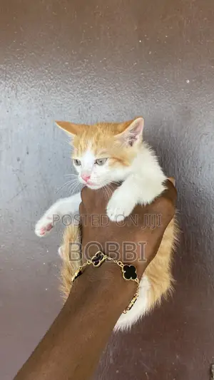 0-1 month Male Purebred Tabby