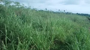 Plots for Sale