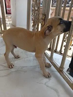 1-3 months Female Purebred Boerboel