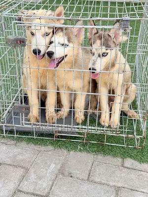 1-3 months Male Purebred Siberian Husky