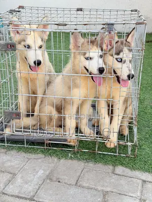 1-3 months Male Purebred Siberian Husky