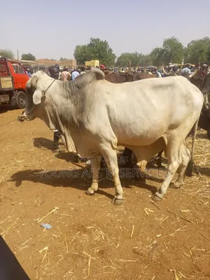 Pure Breed Bokolo