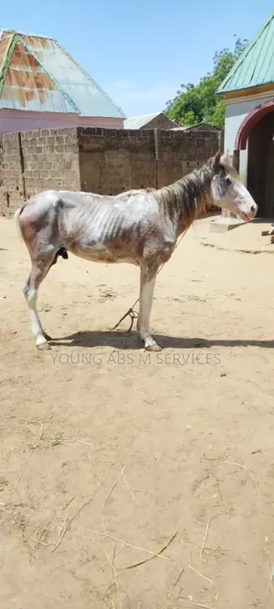 Healthy Horse