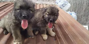 1-3 months Female Purebred Caucasian Shepherd