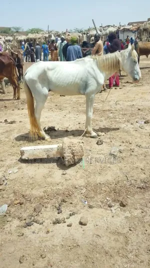 Pure White Horse