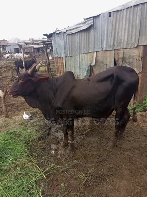 Healthy and Big Cow