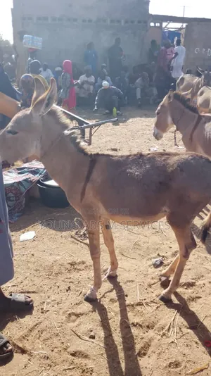 Male Donkey