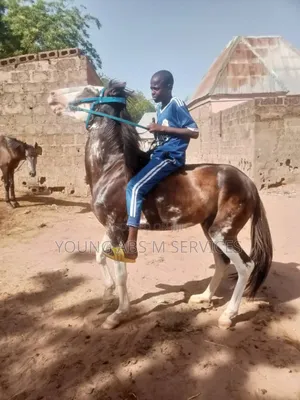 Strong Horse
