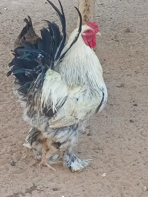 Brahma Chicken