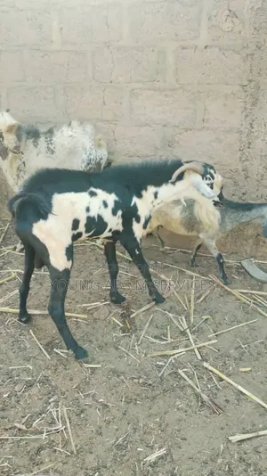 Sahilian Goats