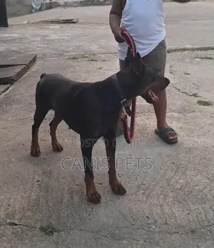 1+ year Male Purebred Doberman Pinscher