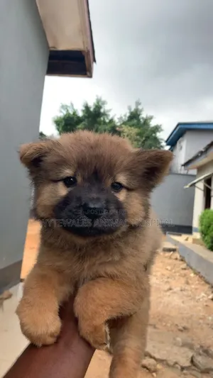 1-3 months Male Purebred Chow Chow