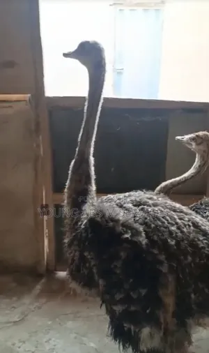 Two Months Old Ostrich