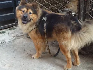 6-12 months Male Purebred Chow Chow
