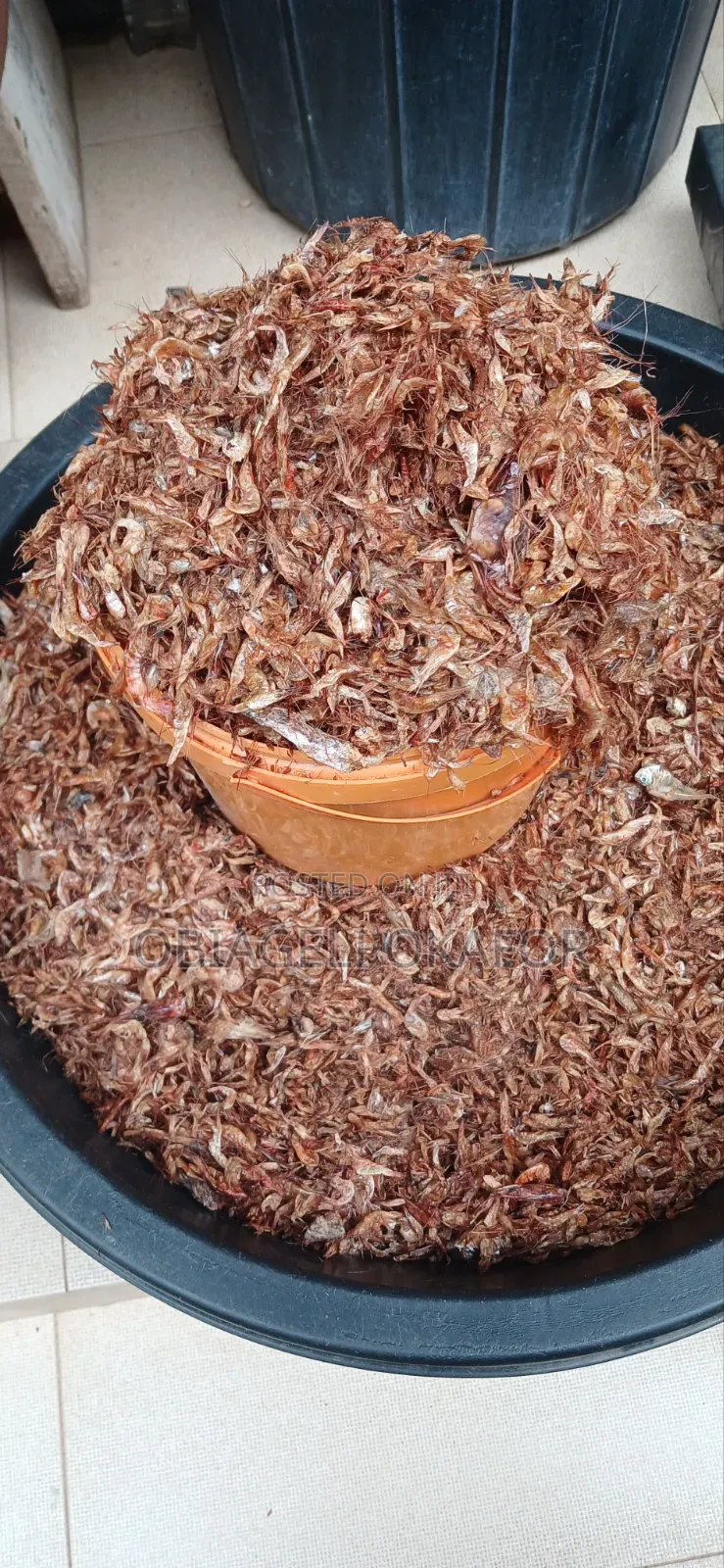 Oron Crayfish
