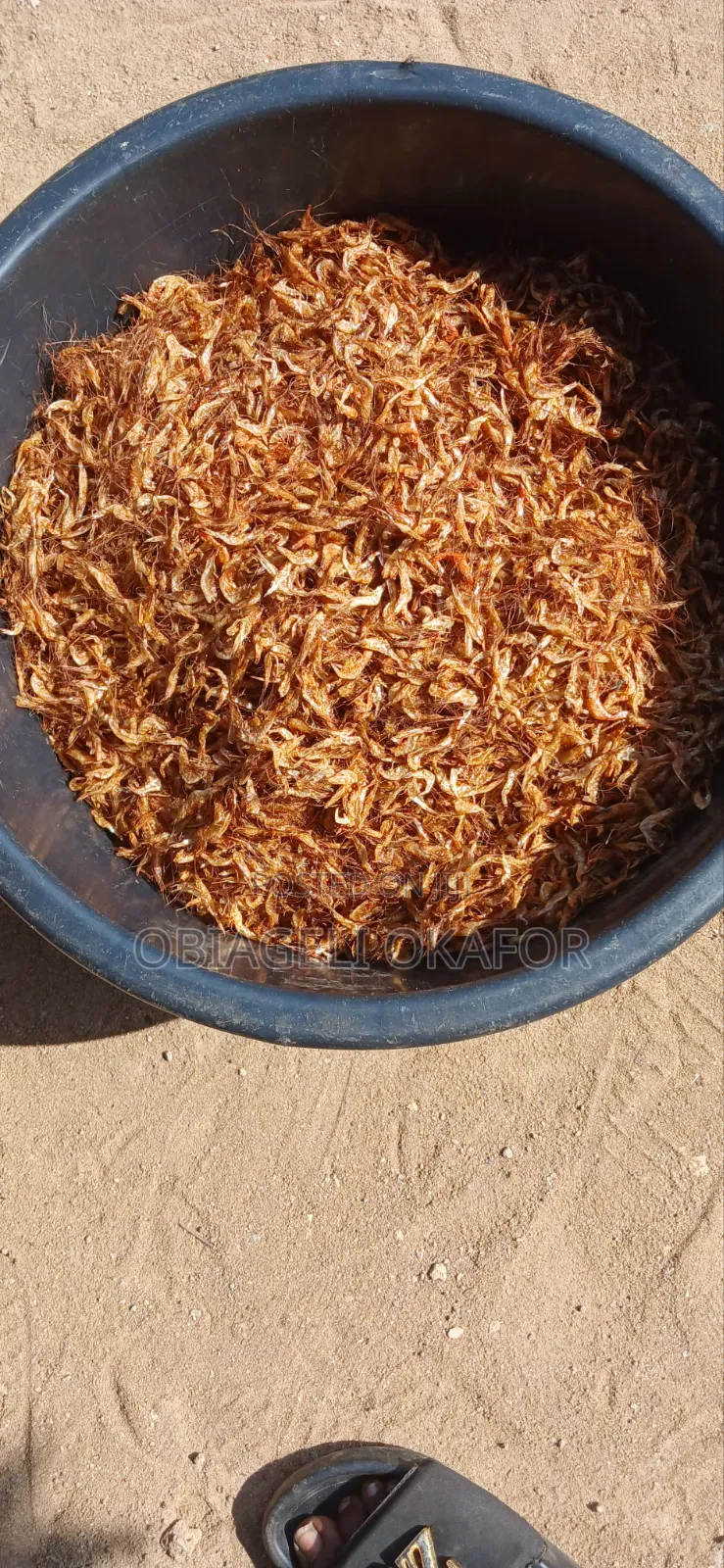 Oron Crayfish