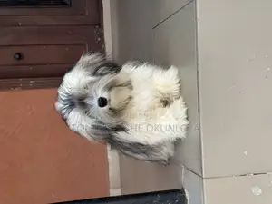 3-6 months Male Purebred Lhasa Apso
