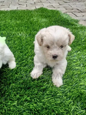 1-3 months Male Purebred Lhasa Apso