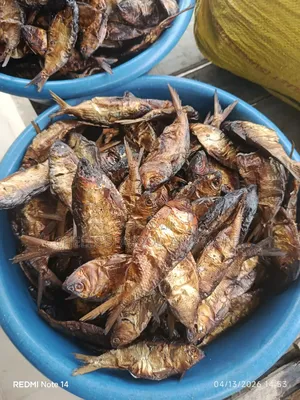 Freshly Dried Bonga Fish