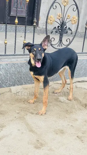 6-12 months Female Mixed Breed German Shepherd