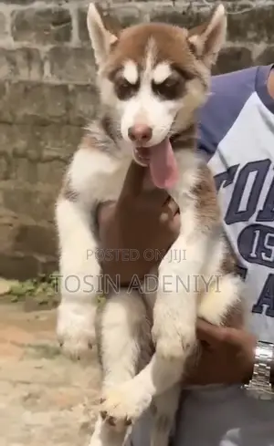 1-3 months Male Purebred Siberian Husky