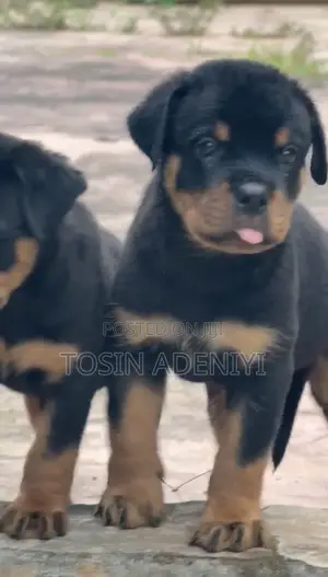 1-3 months Female Purebred Rottweiler