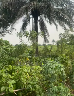 Cheap Land for Sale in Ogua Community,Benin City – 200x100 With C of O