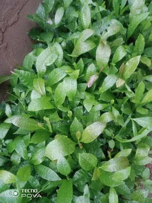 Hybrid Cashew Seedlings