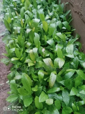 Hybrid Cashew Seedlings