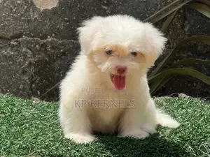 1-3 months Female Purebred Lhasa Apso