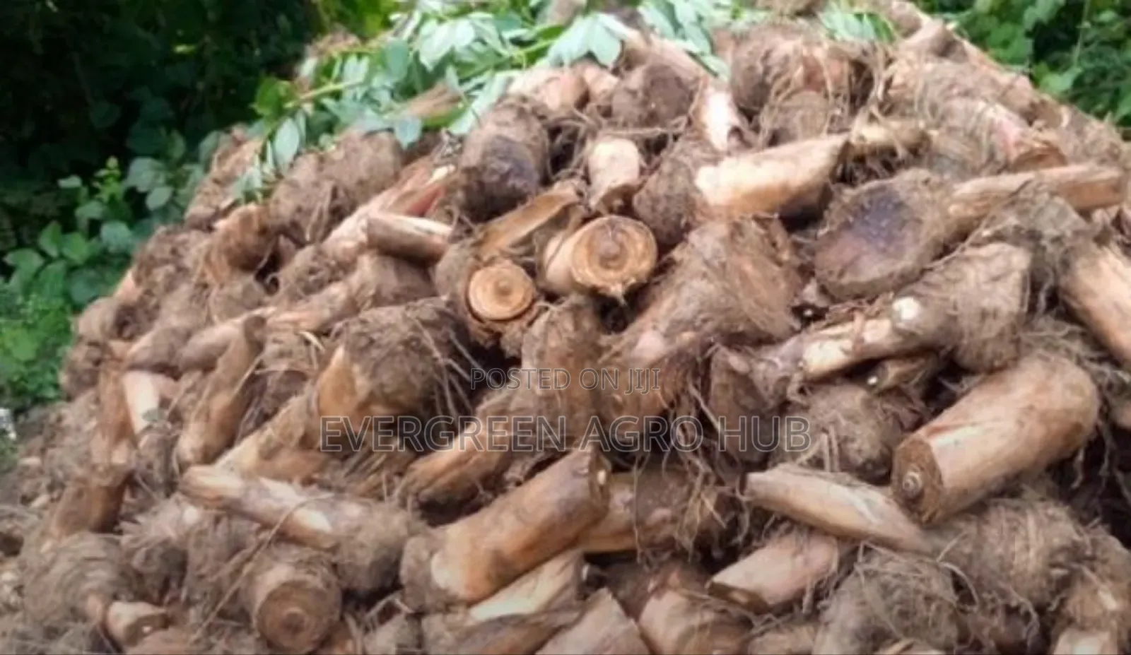 Hybrid Plantain Sucker
