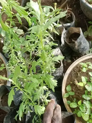 Mugwort Plant Seedlings