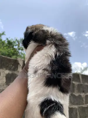 1-3 months Female Purebred Lhasa Apso