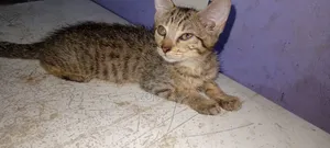 1-3 months Female Purebred Bengal
