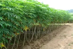 Cassava Farm Land
