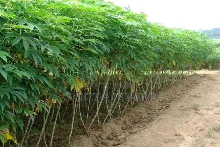 Cassava Farm Land