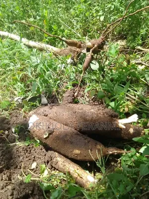 Cassava Farm Land