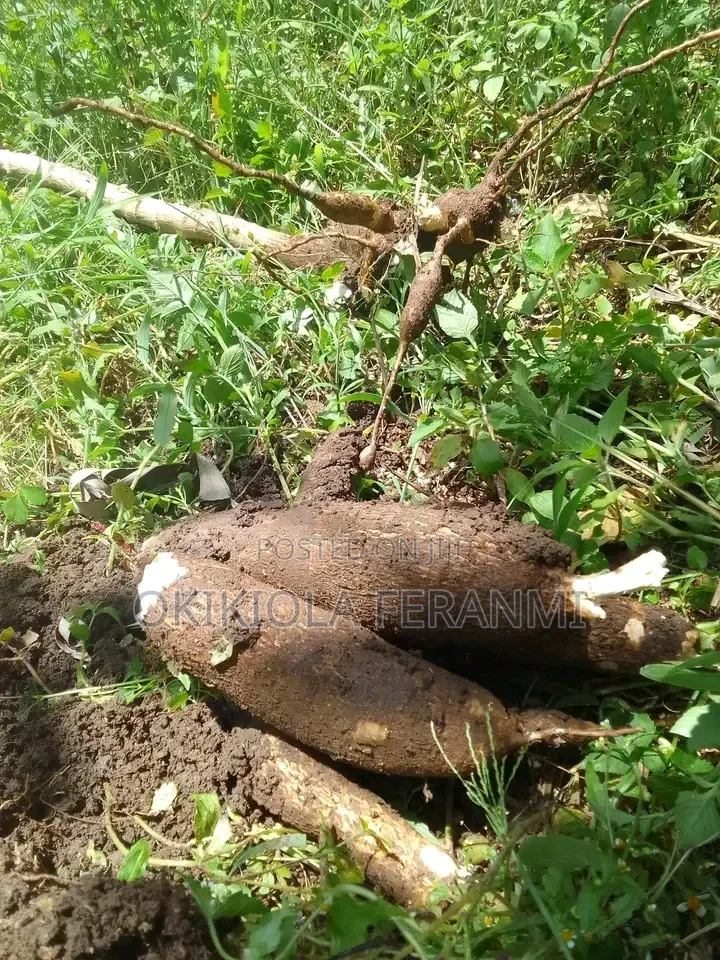 Cassava Farm Land